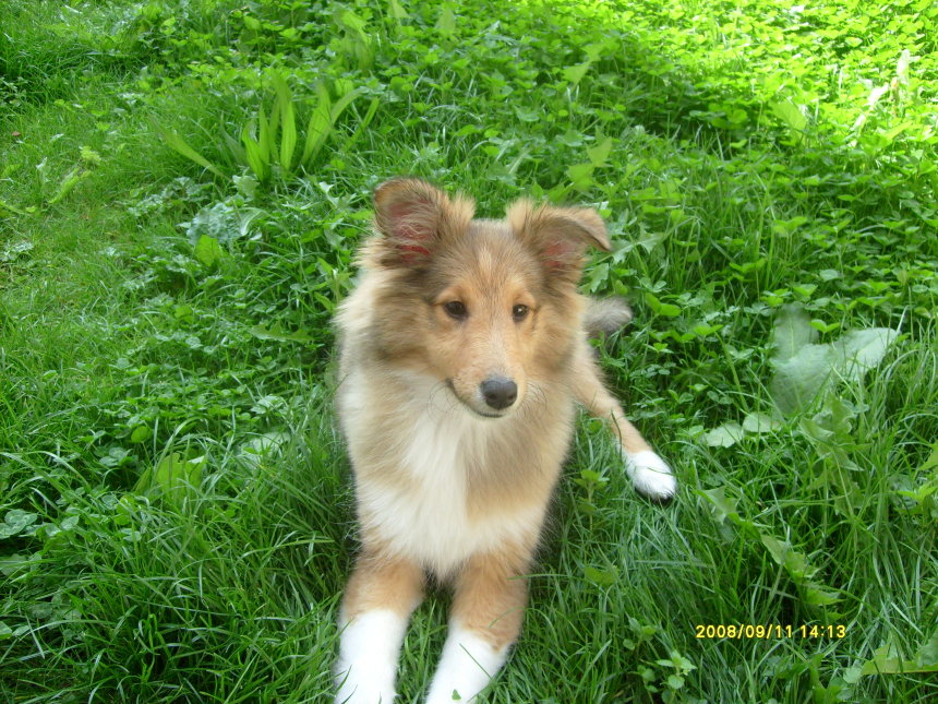 Darling apr�s son premier bain en septembre 2008.